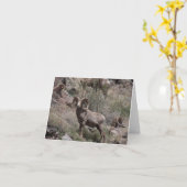 Bighorn Sheep notecards Kaart (Gele Bloem)