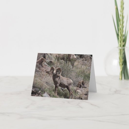 Bighorn Sheep notecards Kaart (Voorkant)