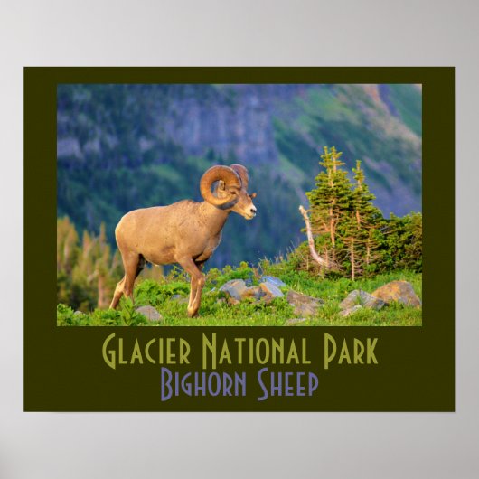 Bighorn Sheep of Glacier National Park Poster (Voorkant)