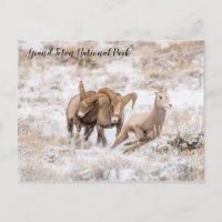 Bighorn Sheep of Grand Teton National Park Postcar