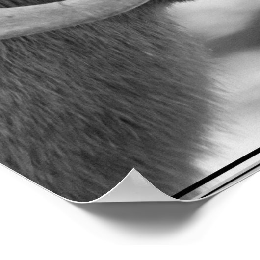 Bighorn Sheep Poster (Hoek)