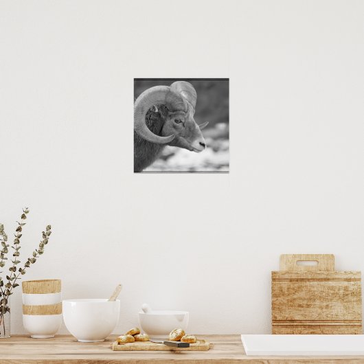 Bighorn Sheep Poster (Keuken)