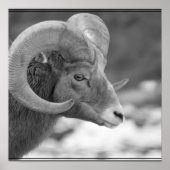 Bighorn Sheep Poster (Voorkant)
