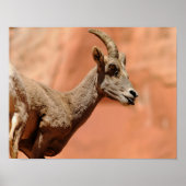 Bighorn Sheep Poster (Voorkant)