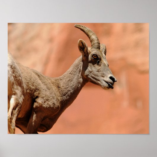 Bighorn Sheep Poster (Voorkant)