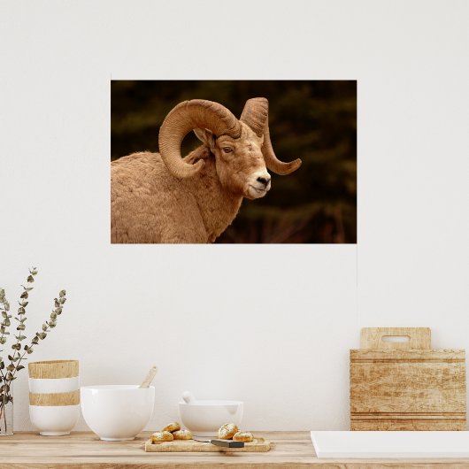 Bighorn Sheep Poster (Keuken)