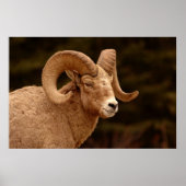 Bighorn Sheep Poster (Voorkant)