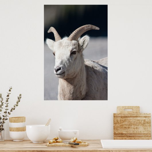 Bighorn Sheep Poster (Keuken)