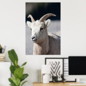 Bighorn Sheep Poster (Thuiskantoor)