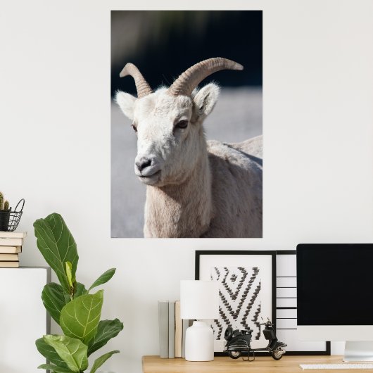 Bighorn Sheep Poster (Thuiskantoor)