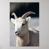 Bighorn Sheep Poster (Voorkant)