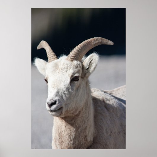 Bighorn Sheep Poster (Voorkant)