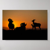 Bighorn Sheep Poster (Voorkant)