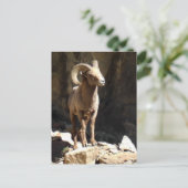 Bighorn Sheep Ram bij stenen in Colorado. Briefkaart (Staand voorkant)