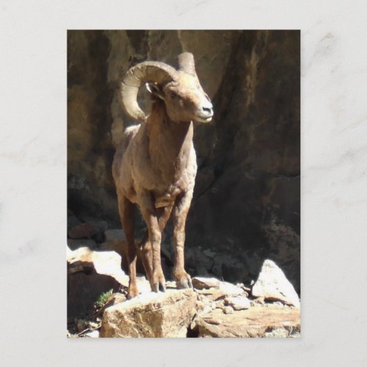 Bighorn Sheep Ram bij stenen in Colorado. Briefkaart (Voorkant)