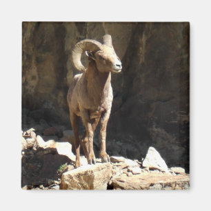 Bighorn Sheep Ram bij stenen in Colorado. Magneet