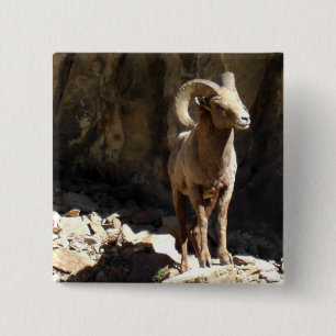 Bighorn Sheep Ram bij stenen in Colorado. Vierkante Button 5,1 Cm