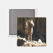 Bighorn Sheep Ram in de buurt van rotsen in Colora Magneet (Voorkant / Achterkant)