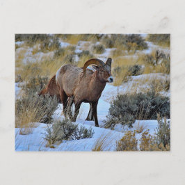 Bighorn Sheep Sneeuwfoto Briefkaart