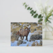 Bighorn Sheep Sneeuwfoto Briefkaart (Staand voorkant)