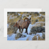 Bighorn Sheep Sneeuwfoto Briefkaart (Voorkant / Achterkant)