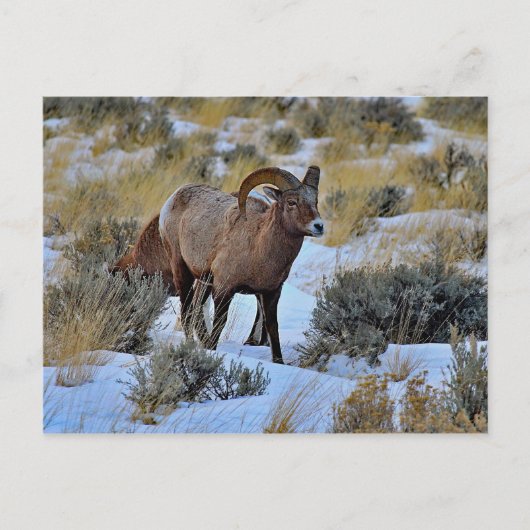 Bighorn Sheep Sneeuwfoto Briefkaart (Voorkant)