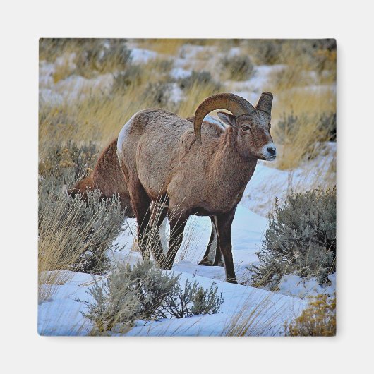 Bighorn Sheep Sneeuwfoto Magneet (Voorkant)