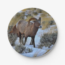 Bighorn Sheep Sneeuwfoto