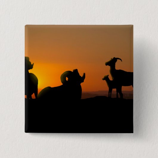 Bighorn Sheep Vierkante Button 5,1 Cm (Voorkant)