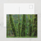 Bigleaf Maple Trees & Ferns | Staat Washington Briefkaart (Voorkant / Achterkant)