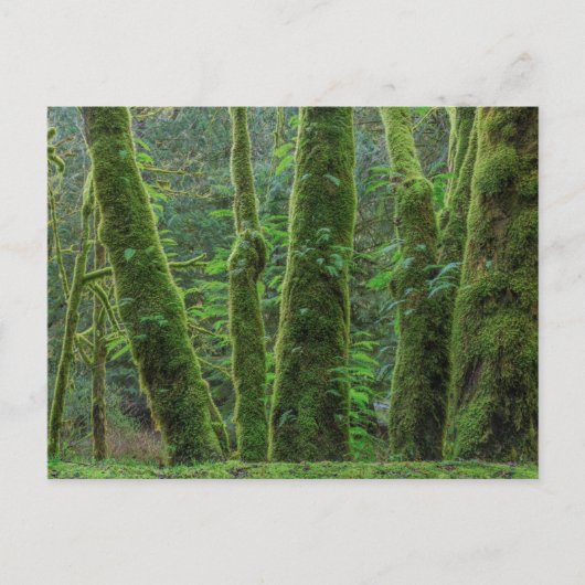 Bigleaf Maple Trees & Ferns | Staat Washington Briefkaart (Voorkant)
