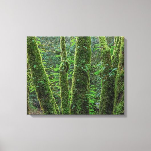 Bigleaf Maple Trees & Ferns | Staat Washington Canvas Afdruk (Voorkant)