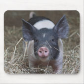 Biglet in stro muismat (Voorkant)