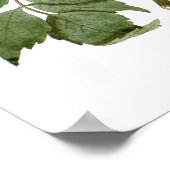 Bignonia radicalen poster (Hoek)