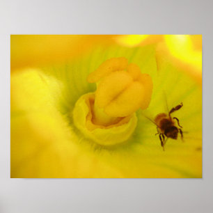 Bij bij gele courgettebloem klein poster