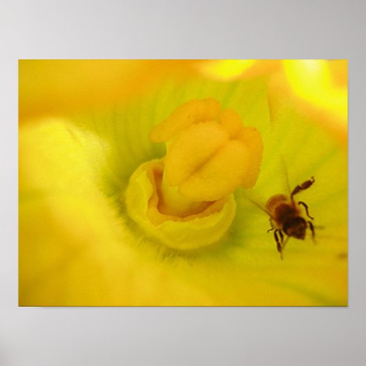 Bij bij gele courgettebloem klein poster (Voorkant)