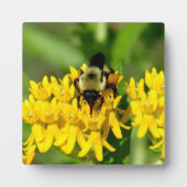 Bij die zich tegoed doet aan vlinderonkruid wilde fotoplaat (Voorkant)