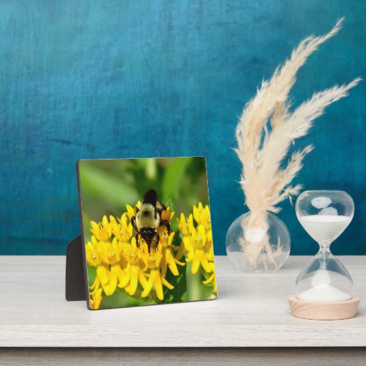Bij die zich tegoed doet aan vlinderonkruid wilde fotoplaat (Insitu)