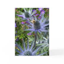 Bij en Paarse Bloemen, Seattle, WA