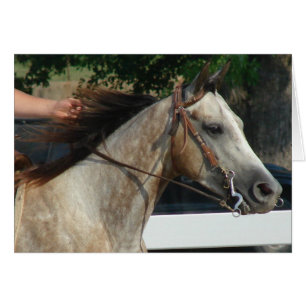 Bij het Show van de paarden