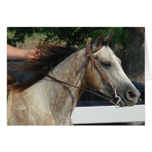 Bij het Show van de paarden (Voorkant Horizontaal)