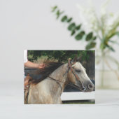 Bij het Show van de paarden Briefkaart (Staand voorkant)