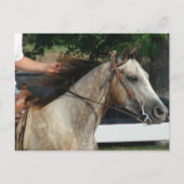 Bij het Show van de paarden Briefkaart (Voorkant)