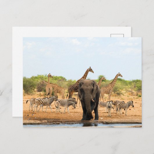 Bij het watergat briefkaart (Voorkant / Achterkant)