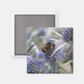 Bij in distel magneet (Voorkant / Achterkant)