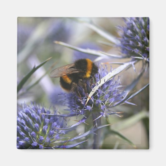 Bij in distel magneet (Voorkant)