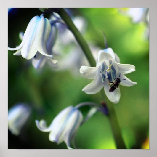 Bij op Blauwe Bloem Close-up Poster (Voorkant)