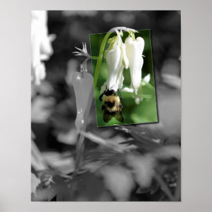 Bij op Columbine Bloem Gedeeltelijke Kleur Poster