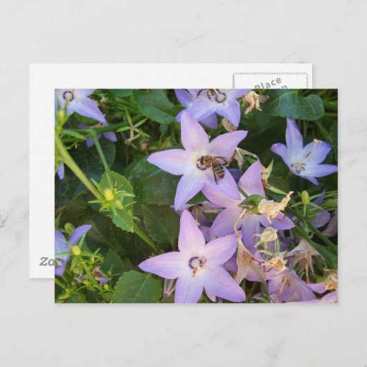 Bij op een Bloem Briefkaart (Voorkant / Achterkant)