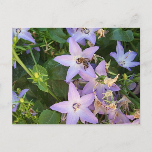 Bij op een Bloem Briefkaart (Voorkant)